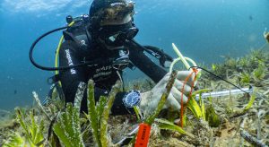 Marina Ibiza Posidonia Meadow