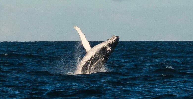 Superyacht Yards Donating 1 Euro Per Ton to Marine Mammal Conservation